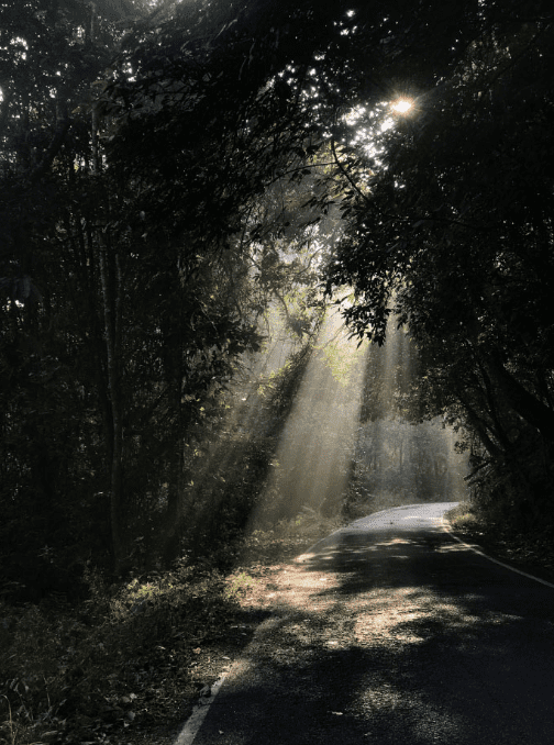 Emosens designer d'univers olfactif -à traverse la forêt