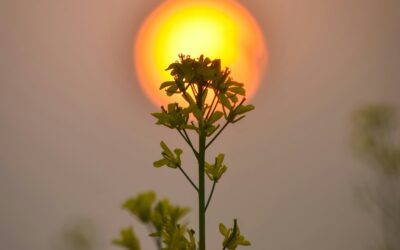 Mémoire olfactive et émotions : le lien unique entre parfum et souvenirs”